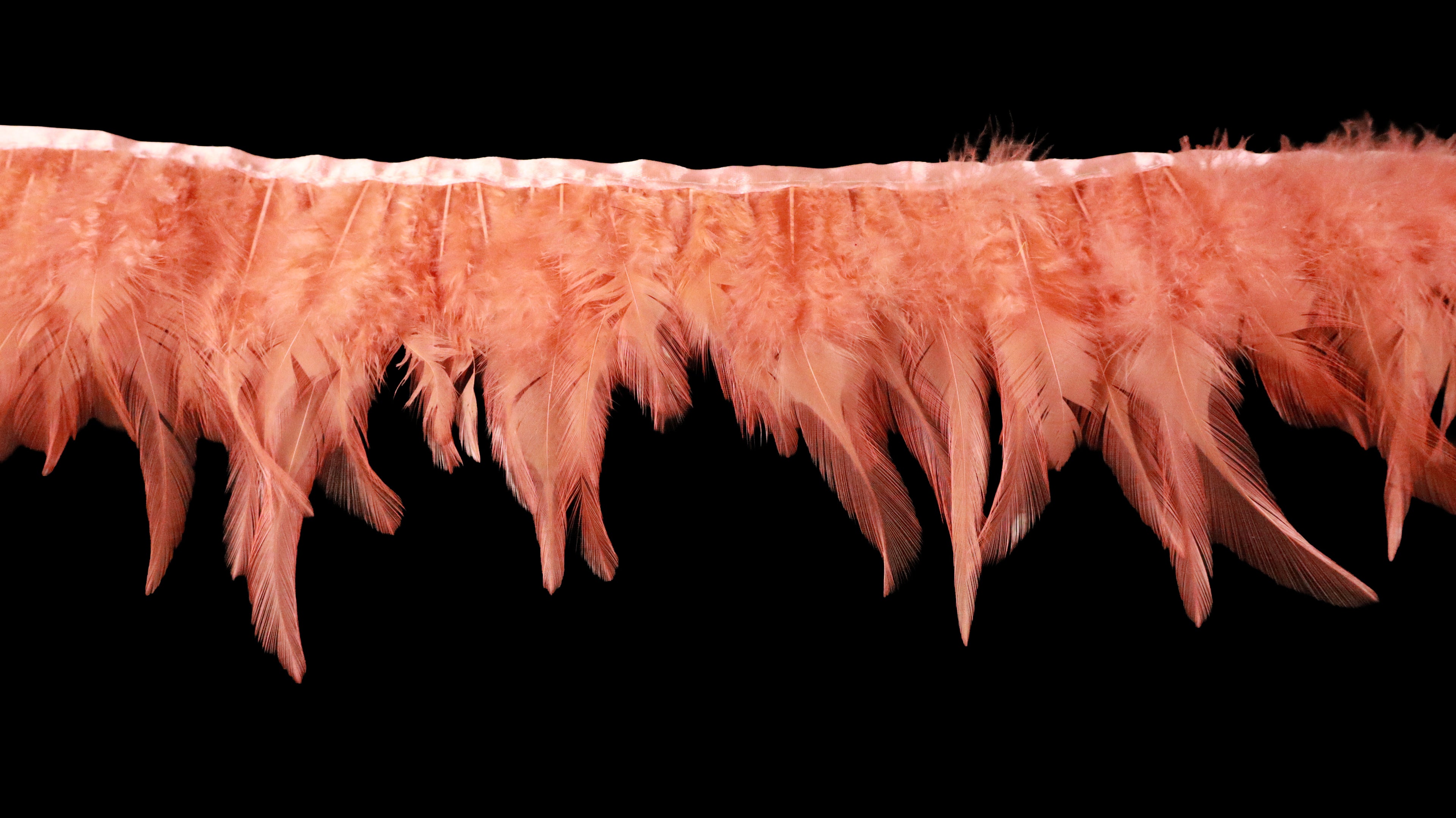 Rooster Feather Fringe